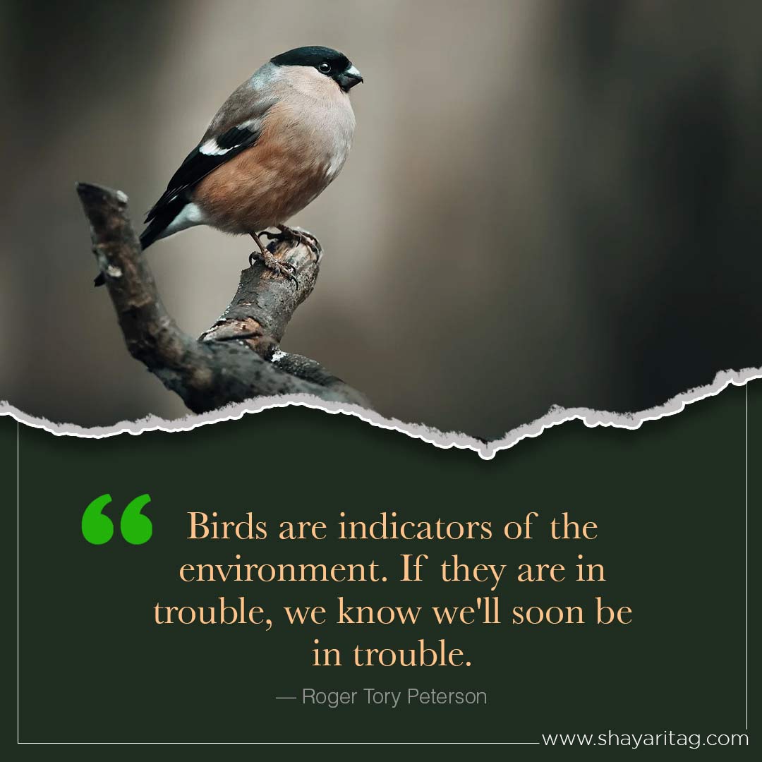 Birds are indicators of the environment-Inspirational world environment day Quotes with poster