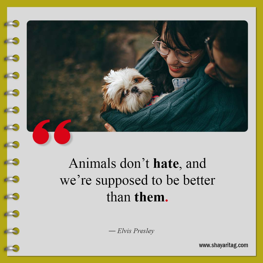 Animals don’t hate-Quotes about haters Best quotes to haters with image